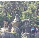 연하엽구름다리 이미지