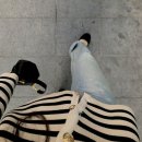 [daily] 220431~ : 데일리룩, 출근룩, 애니오케이션, 하우스 도산, 맘마미아 도산, 방화수류정 피크닉...