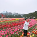 신안축구장 축구장 | [신안] 신안 튤립축제 임자도 섬 튤립축제 방문후기 튤립축제 실시간 후기 입장료 튤립 개화상태 축제...