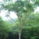 난대수종의 제주도 한라산나무 이미지
