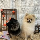 노리멍 | 안산애견카페 귀여운 강아지들이 있는 노리멍 방문한 솔직후기