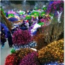 오색별빛축제[가평 아침고요수목원]2012.12.25 이미지