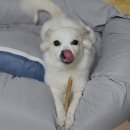 우리집강아지옷장