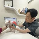 스마일양한방동물병원 | 부산 금곡동 동물병원 강아지가 다리를 절어요, 500건 수술 집도의가 전하는 원인 및 관리 방법