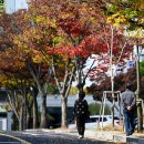 안개로가로수 이미지