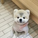 써니펫살롱 이미지