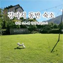 소노펫 동물병원 | 아이 모두 신나는 여름휴가! 홍천 소노펫 애견동반 숙소 리얼후기 (천연잔디 운동장부터 키즈놀이까지)