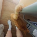 처음떠난 혼자 여행 숙소 통영 훌훌게스트하우스🤗 개냥이가 반겨주는 천국.. ㅎㅎㅎㅎ 💓 통영 혼여행 후기1