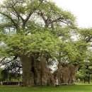 바오밥나무 이미지