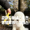 견생템 | 강아지 하네스 추천 멍템 팔레트 하네스로 산책이 편해진 이유