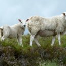 양이양이 이미지