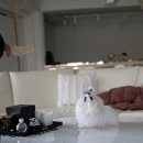 퍼피라이프 이미지