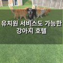 강성호반려견스쿨(수원점) | 🐶 "하루 5만원? 10만원?" 강아지 유치원 비용 완전정복 (지역별·프로그램별 실비 공개!)