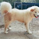 흑곰 Daum카페