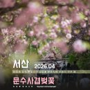 문수사 주차장 | 서산 문수사 겹벚꽃 명소 다녀온 후기