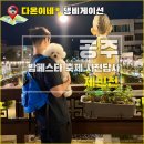 제민천1길 | 충남 공주 제민천 산책로 강아지랑 밤페스타 애견동반 사전 답사