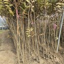 일심2로 R 이미지