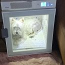 간성시장 | 임신 36주차ㅣ속초 친정 힐링,간성시장 5일장, 막달 증상 기록