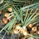 수촌농장 이미지