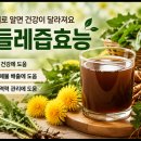 민들레즙효능 제대로 알면 건강이 달라져요 이미지