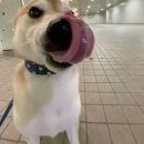 광명1 | 광명사거리 고깃집 1등 ‘뻥쟁이네’ 솔직후기!