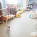 한강펫케어센터 이미지