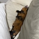 날으는 동물병원 | 순이의 눈 수술 미뤄진? 이유