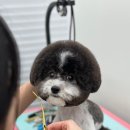 디어마이모모 네이버블로그
