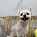 여수죽림동물병원 애견미용실 이미지