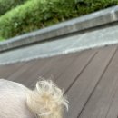 도기그룸 이미지