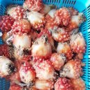 멍게 이미지