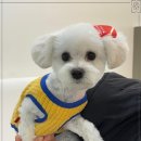 멍그루밍 이미지