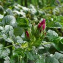 한밭수목원 서원 이미지