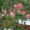 알선농원 이미지