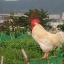 꼬꼬닭 이미지