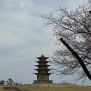 왕궁리유적 | 익산 벚꽃명소 왕궁리유적 여행 후기 포토스팟과 개화시기