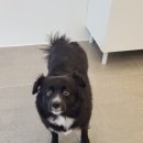 다솜애견미용실 이미지