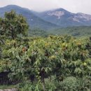 사과향기캠핑장 이미지