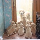아기강아지 이미지