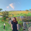 샤인도트 이미지