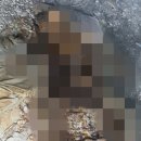 백골 조선일보