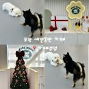 멍멍친구 애견샵 | 포항 남구 실내 애견동반카페 추천 이동 카페멍멍 솔직후기