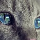 야옹아 부탁해 이미지