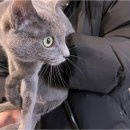 고양이 행복 쉼터 이미지