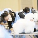 보람애견미용 이미지