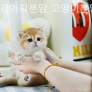인천 강아지고양이 분양 미유펫 이미지
