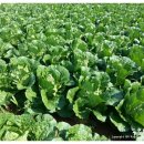 포전영농조합법인 이미지