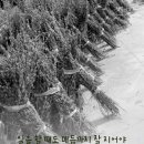 마음매듭