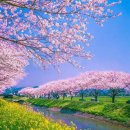 향곡 큰스님 일화⑧ 보경사 겹벚꽃-봄을 알면 공부 다한기다 이미지