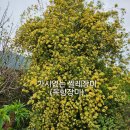 가시없는 찔레장미외~ 이미지